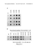 PEPTIDE FOR INDUCING REGENERATION OF TISSUE AND USE THEREOF diagram and image