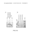 PEPTIDE FOR INDUCING REGENERATION OF TISSUE AND USE THEREOF diagram and image