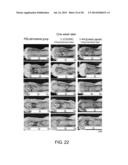 PEPTIDE FOR INDUCING REGENERATION OF TISSUE AND USE THEREOF diagram and image