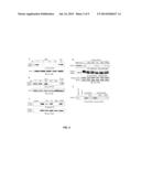 Inhibition of Nonsense Mediated mRNA Decay by Drugs that Prevent     Hypusination of Eukaryotic Initiation Factor 5A diagram and image