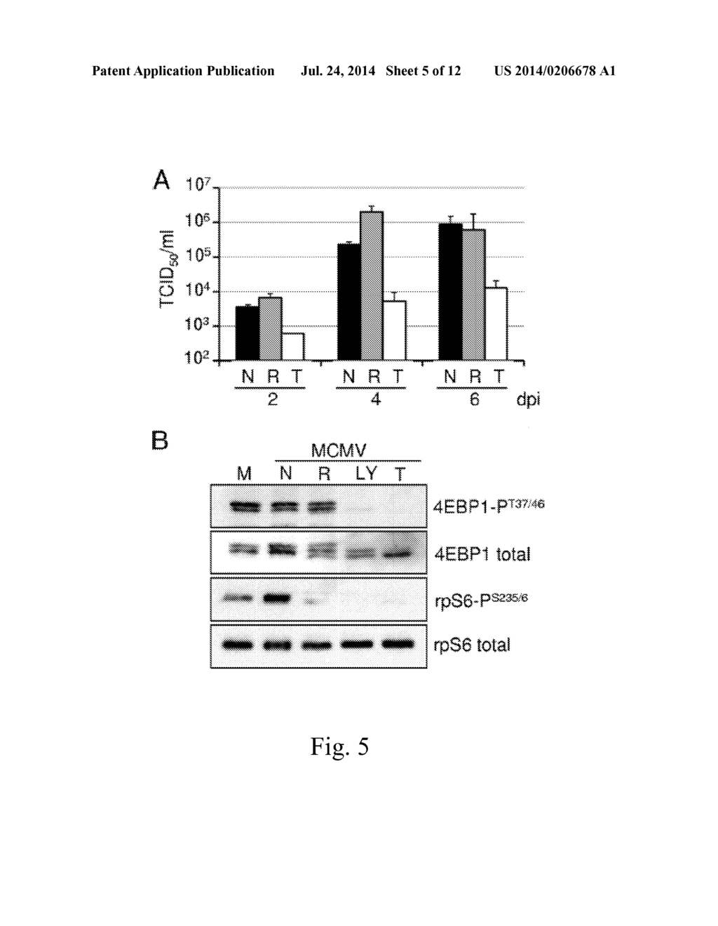 INHIBITORS OF MTOR KINASE AS ANTI -VIRAL AGENT - diagram, schematic, and image 06