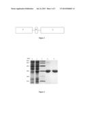 Therapeutic TRAIL Fusion Protein and Preparation and Use Thereof diagram and image