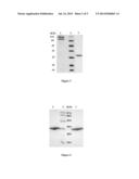Therapeutic TRAIL Fusion Protein and Preparation and Use Thereof diagram and image