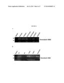 SIGNAL-SENSOR POLYNUCLEOTIDES diagram and image