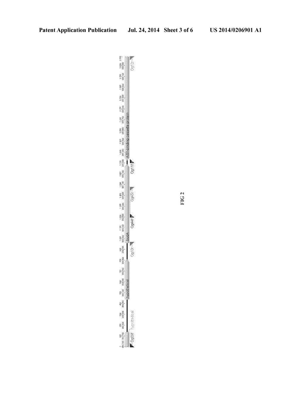 RECOMBINANT MICROORGANISMS AND METHODS OF USE THEREOF - diagram, schematic, and image 04