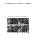 POLYMER-CARBON NANOTUBE NANOCOMPOSITE POROUS MEMBRANES diagram and image