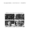 POLYMER-CARBON NANOTUBE NANOCOMPOSITE POROUS MEMBRANES diagram and image