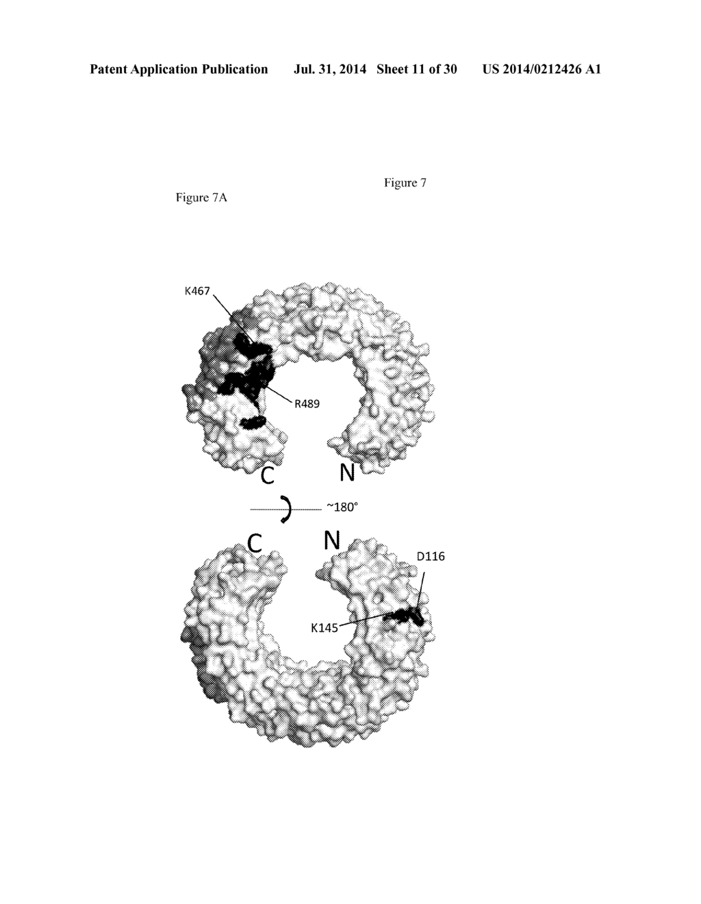 Toll-Like Receptor 3 Antagonists - diagram, schematic, and image 12