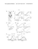 NOVEL HIV-1 ENVELOPE GLYCOPROTEIN diagram and image