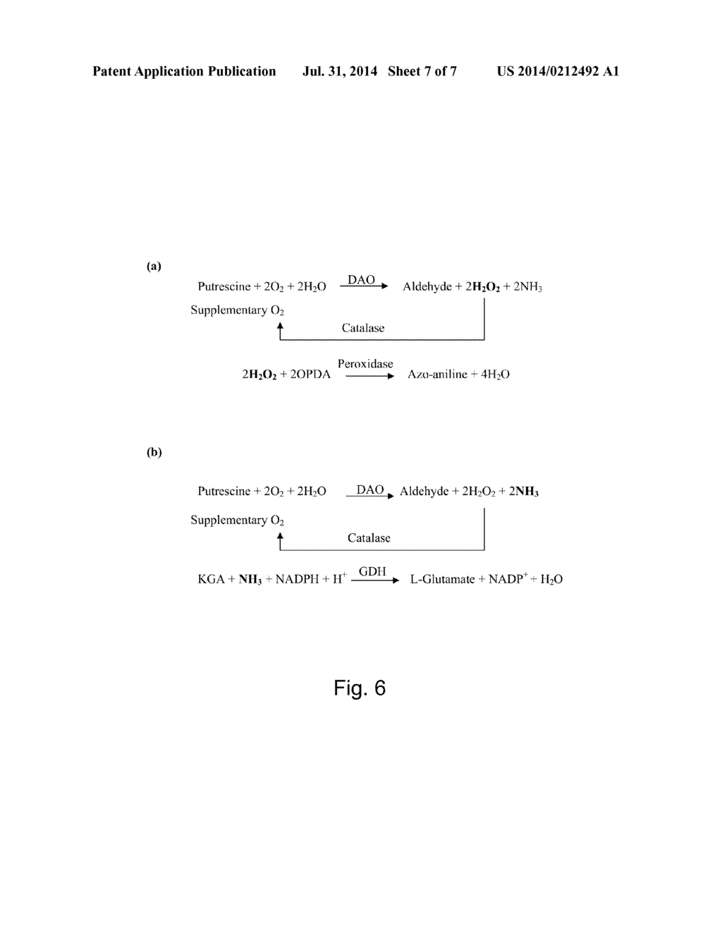 Oral Enzyme Compositions for Intestinal Delivery - diagram, schematic, and image 08