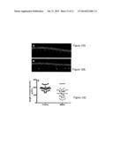 L-SERINE COMPOSITIONS, METHODS AND USES FOR TREATING NEURODEGENERATIVE     DISEASES AND DISORDERS diagram and image