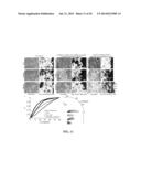 Monolayer Stress Microscopy diagram and image