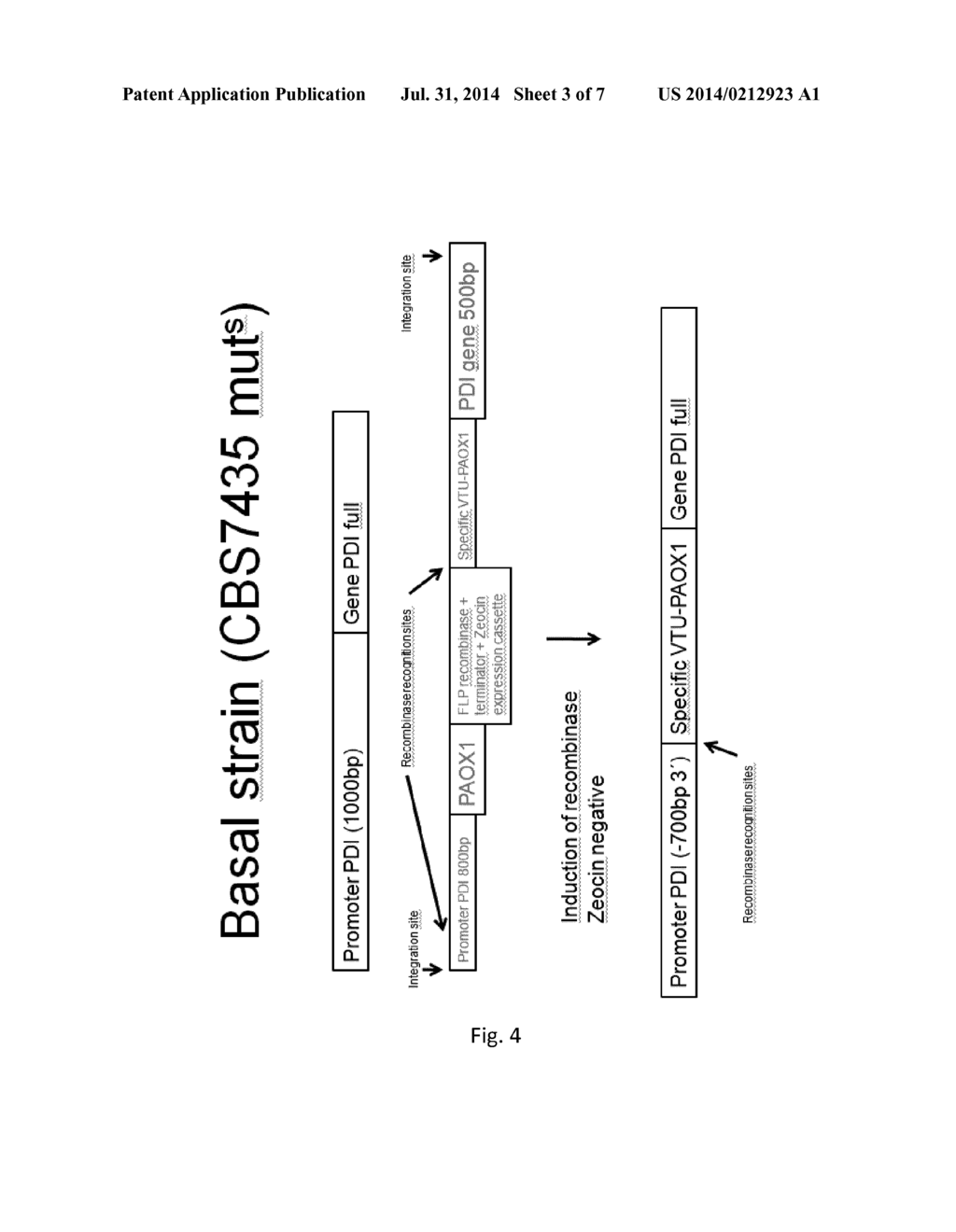 Protein Expression - diagram, schematic, and image 04