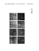 MICROFABRICATED POLYMERIC VESSEL MIMETICS diagram and image