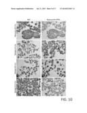 MICROFABRICATED POLYMERIC VESSEL MIMETICS diagram and image