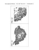 MICROFABRICATED POLYMERIC VESSEL MIMETICS diagram and image