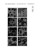 MICROFABRICATED POLYMERIC VESSEL MIMETICS diagram and image