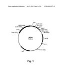 Methods For Producing Multiple Recombinant Polypeptides In A Filamentous     Fungal Host Cell diagram and image