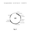 Methods For Producing Multiple Recombinant Polypeptides In A Filamentous     Fungal Host Cell diagram and image