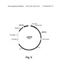 Methods For Producing Multiple Recombinant Polypeptides In A Filamentous     Fungal Host Cell diagram and image