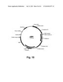 Methods For Producing Multiple Recombinant Polypeptides In A Filamentous     Fungal Host Cell diagram and image