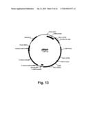 Methods For Producing Multiple Recombinant Polypeptides In A Filamentous     Fungal Host Cell diagram and image