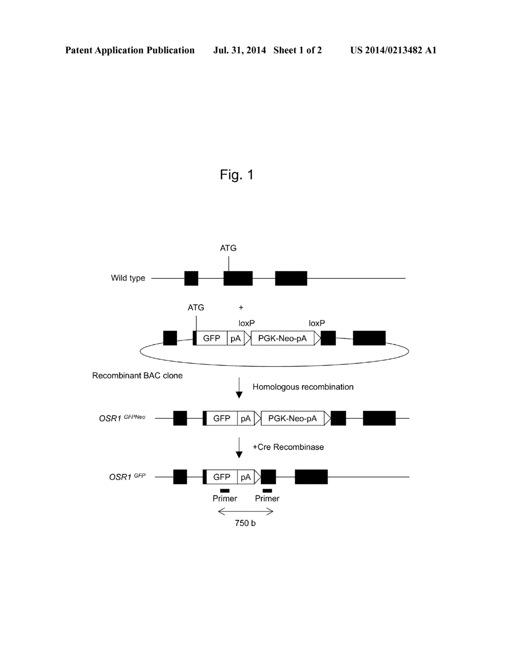 SIMPLE METHOD FOR DETCTING PLURIPOTENT STEM CELLS GENETICALLY MODIFIED BY     HOMOLOGOUS RECOMBINATION - diagram, schematic, and image 02