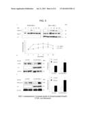 Fibrosuppressant Biotherapeutics diagram and image