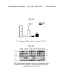 Fibrosuppressant Biotherapeutics diagram and image