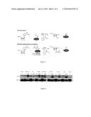 METHODS FOR TREATMENT OF CANCER BY TARGETING SIRT5 diagram and image