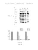 PROTEIN KINASE C AS A TARGET FOR THE TREATMENT OF RESPIRATORY SYNCYTIAL     VIRUS diagram and image