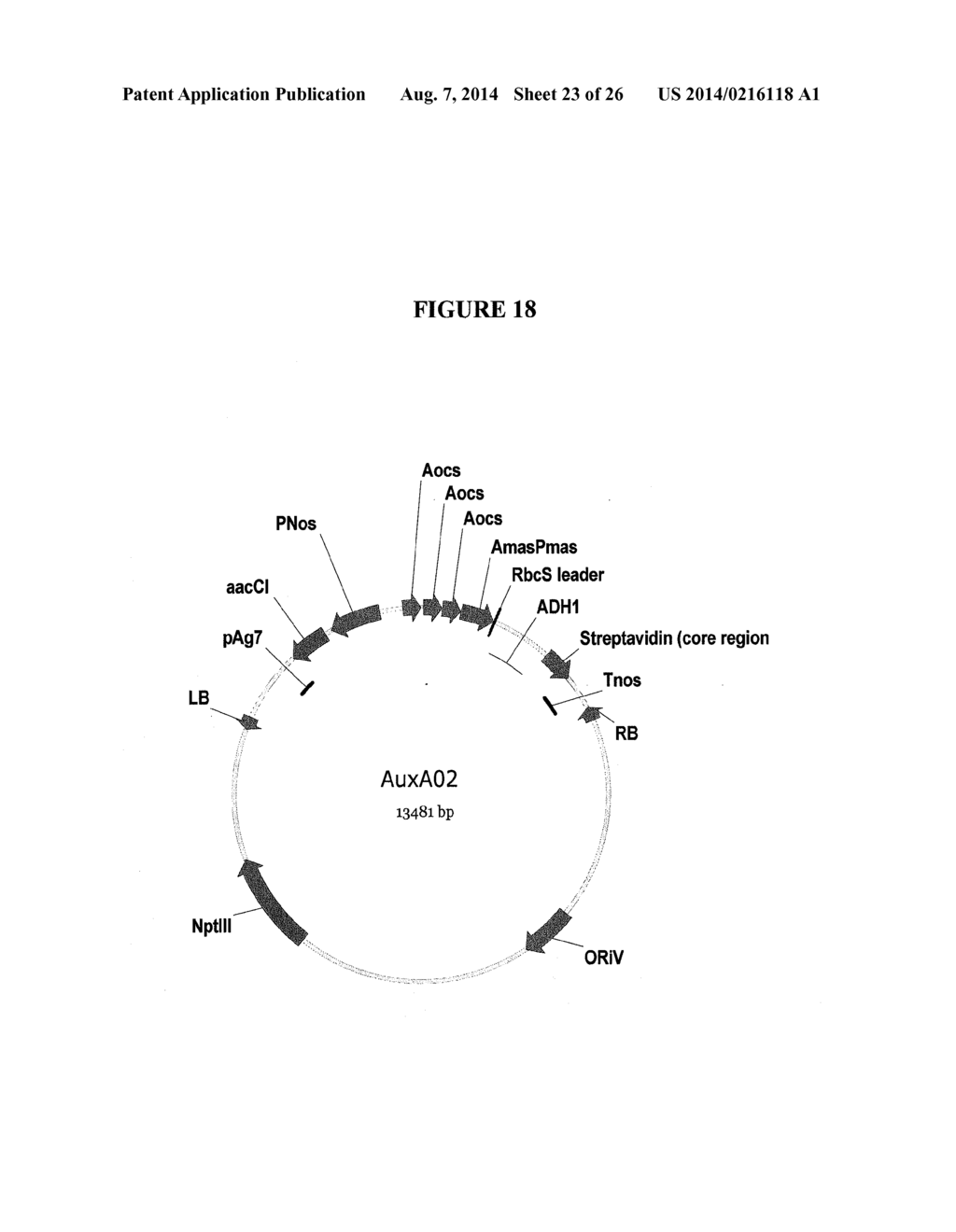 Compositions and Methods for Making and Biocontaining Auxotrophic     Transgenic Plants - diagram, schematic, and image 24