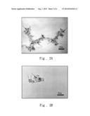 METHOD FOR FABRICATING GOLD/TITANIUM DIOXIDE CORE-SHELL STRUCTURED     PHOTOCATALYST AND APPLICATION THEREOF TO PHOTOCATALYTIC DECOMPOSITION OF     ORGANIC COMPOUNDS diagram and image