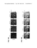 SYSTEM AND METHOD FOR MULTIPLEX SPECTROSCOPIC IMAGING diagram and image