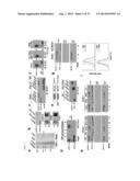 METHODS AND COMPOSITIONS FOR THE TREATMENT OF IMMUNE DISORDERS diagram and image