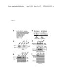 METHODS AND COMPOSITIONS FOR THE TREATMENT OF IMMUNE DISORDERS diagram and image