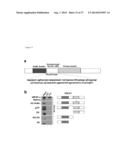 METHODS AND COMPOSITIONS FOR THE TREATMENT OF IMMUNE DISORDERS diagram and image