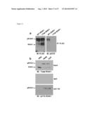 METHODS AND COMPOSITIONS FOR THE TREATMENT OF IMMUNE DISORDERS diagram and image