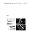 METHODS AND COMPOSITIONS FOR THE TREATMENT OF IMMUNE DISORDERS diagram and image