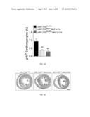 METHODS FOR INDUCING CARDIOMYOCYTE PROLIFERATION diagram and image