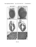 METHODS FOR INDUCING CARDIOMYOCYTE PROLIFERATION diagram and image