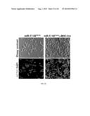 METHODS FOR INDUCING CARDIOMYOCYTE PROLIFERATION diagram and image