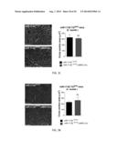 METHODS FOR INDUCING CARDIOMYOCYTE PROLIFERATION diagram and image