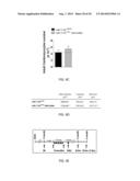 METHODS FOR INDUCING CARDIOMYOCYTE PROLIFERATION diagram and image