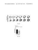 METHODS FOR INDUCING CARDIOMYOCYTE PROLIFERATION diagram and image