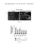 METHODS FOR INDUCING CARDIOMYOCYTE PROLIFERATION diagram and image