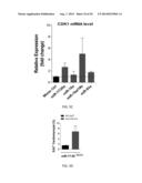 METHODS FOR INDUCING CARDIOMYOCYTE PROLIFERATION diagram and image