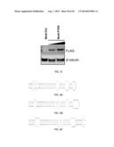 METHODS FOR INDUCING CARDIOMYOCYTE PROLIFERATION diagram and image