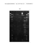 NOVEL SALMONELLA BACTERIOPHAGE COMPOSITIONS AND USES THEREOF diagram and image