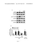 BIOMARKERS FOR EPITHELIAL CANCER DIAGNOSIS AND TREATMENT diagram and image